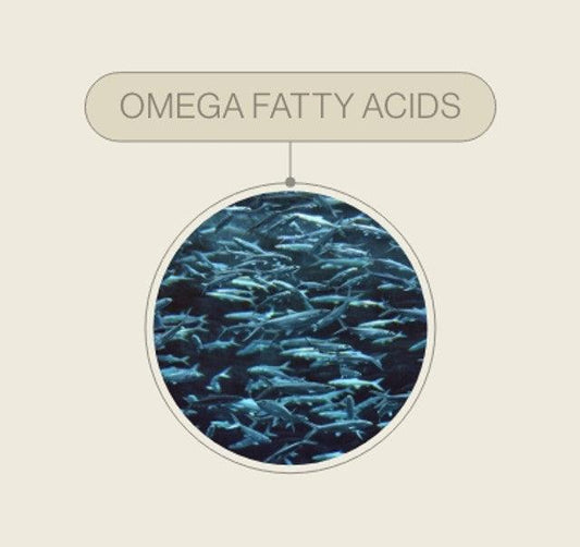 The foods rich in omega fatty acids and their benefits